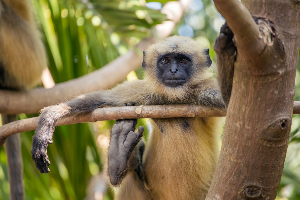      Nos cousins les singes ont le sens de l'humour