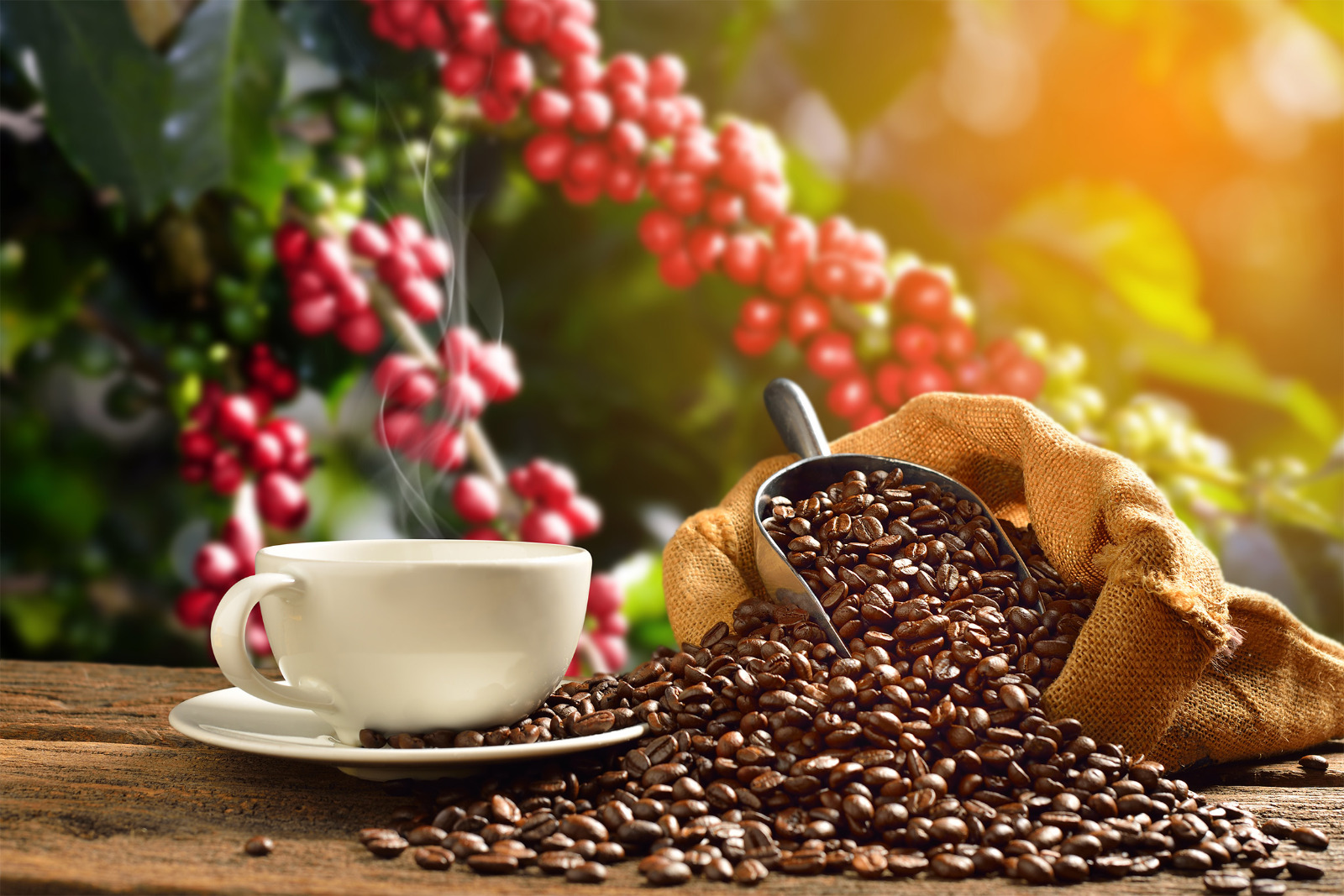 Le voyage exquis du café : de la minuscule fève à la tasse savoureuse