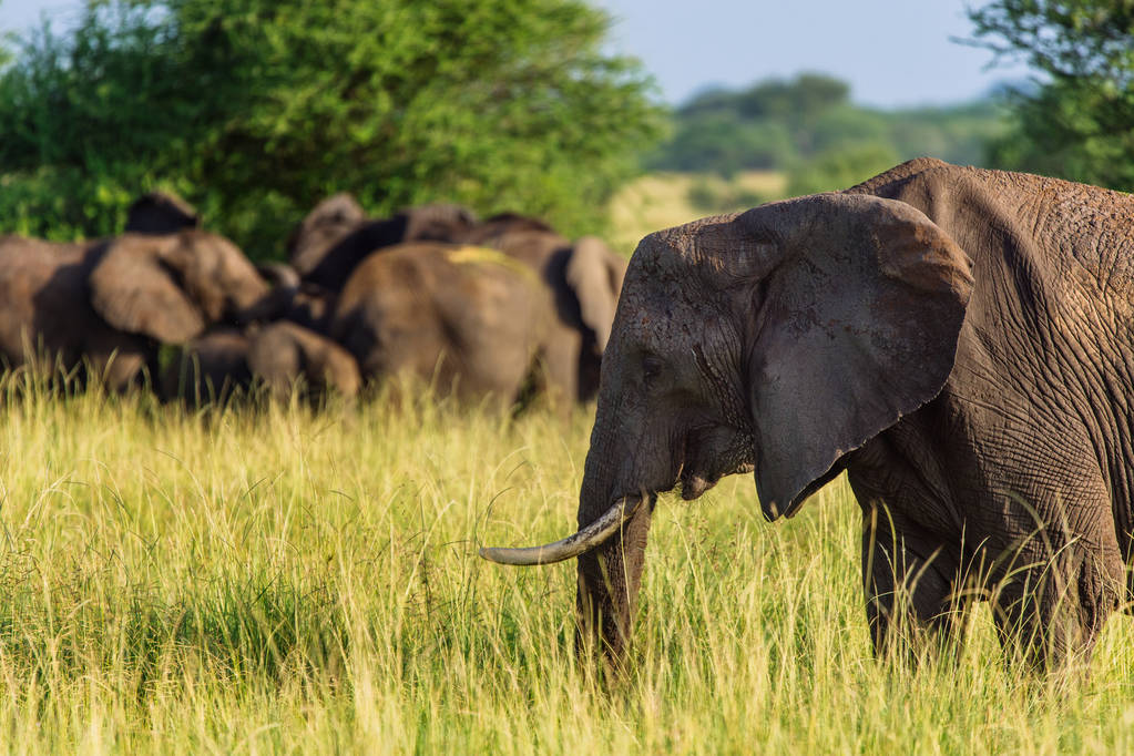 La vengeance de la nature : un chasseur millionnaire piétiné à mort par des éléphants au Gabon