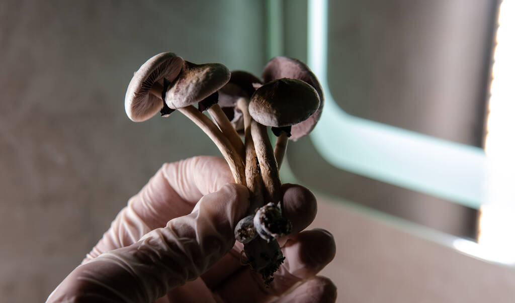 Une dose expérimentale de psilocybine entraîne une amélioration temporaire chez une patiente atteinte de la maladie d’Alzheimer